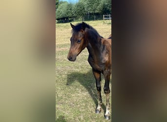Poney de selle allemand, Étalon, Poulain (04/2026), Bai brun