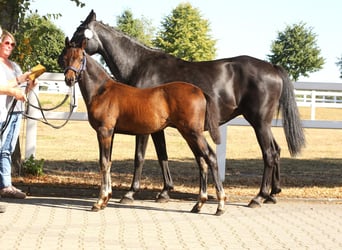 Poney de selle allemand, Étalon, Poulain (04/2026), Bai brun