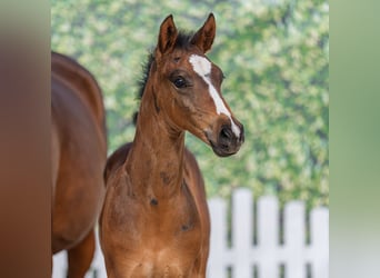Poney de selle allemand, Étalon, Poulain (05/2026), Bai brun