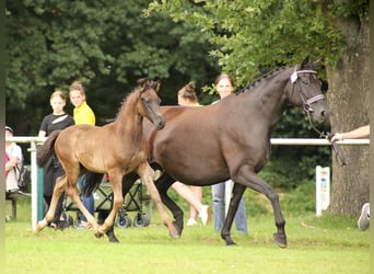 Poney de selle allemand, Étalon, Poulain (05/2023), Bai brun foncé