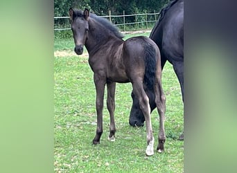 Poney de selle allemand, Étalon, Poulain (05/2023), Bai brun foncé