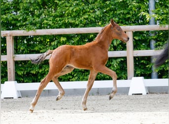 Poney de selle allemand, Étalon, , Bai