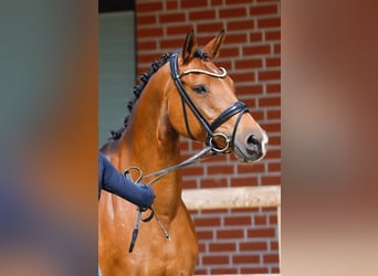 Poney de selle allemand, Étalon, , Bai
