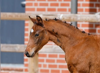 Poney de selle allemand, Étalon, , Bai