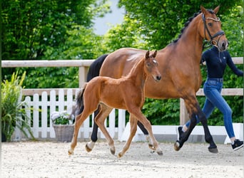 Poney de selle allemand, Étalon, , Bai