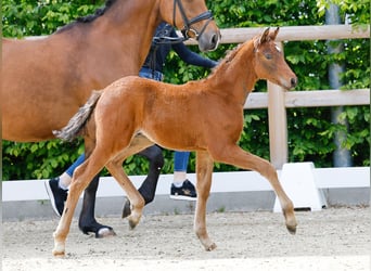 Poney de selle allemand, Étalon, , Bai