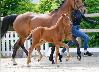 Poney de selle allemand, Étalon, , Bai