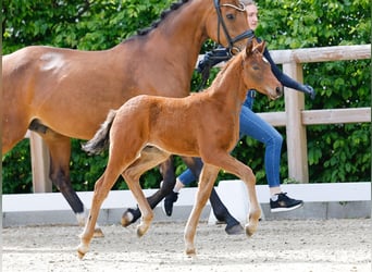 Poney de selle allemand, Étalon, , Bai