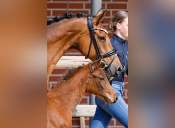 Poney de selle allemand, Étalon, , Bai