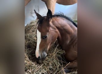 Poney de selle allemand, Étalon, , Bai