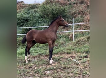 Poney de selle allemand, Étalon, , Bai