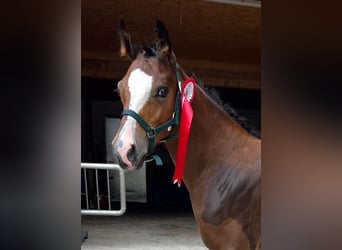 Poney de selle allemand, Étalon, , Bai