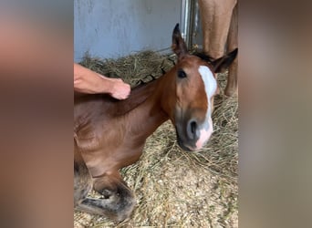 Poney de selle allemand, Étalon, , Bai