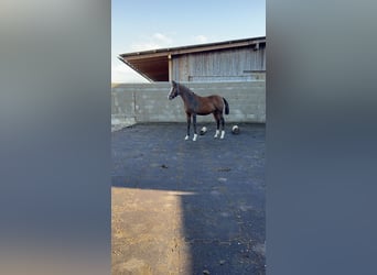 Poney de selle allemand, Étalon, , Bai