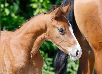 Poney de selle allemand, Étalon, , Bai