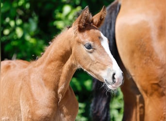 Poney de selle allemand, Étalon, , Bai