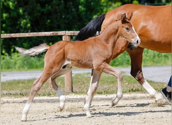Poney de selle allemand, Étalon, , Bai