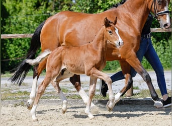 Poney de selle allemand, Étalon, , Bai