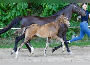 Poney de selle allemand, Étalon, Poulain (04/2026), Bai