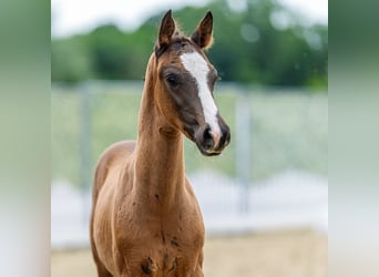 Poney de selle allemand, Étalon, Poulain (04/2026), Bai