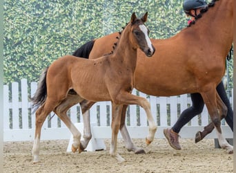 Poney de selle allemand, Étalon, Poulain (04/2026), Bai