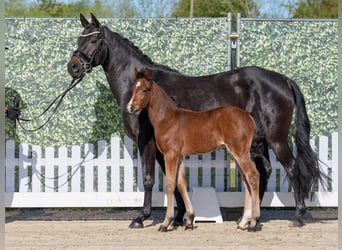 Poney de selle allemand, Étalon, Poulain (04/2026), Bai
