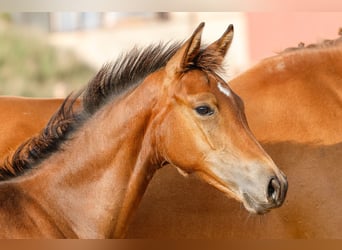 Poney de selle allemand, Étalon, Poulain (03/2025), Bai