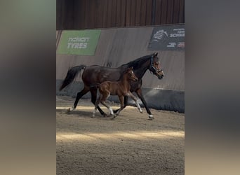 Poney de selle allemand, Étalon, , Bai