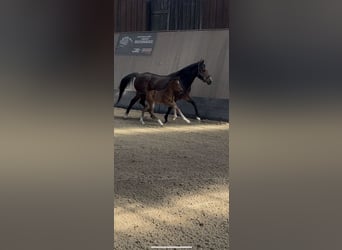 Poney de selle allemand, Étalon, , Bai