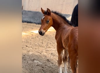 Poney de selle allemand, Étalon, , Bai