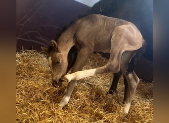 Poney de selle allemand, Étalon, Poulain (01/2026), Buckskin