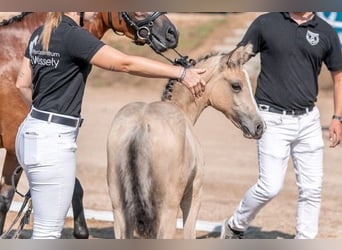 Poney de selle allemand, Étalon, , Buckskin