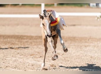 Poney de selle allemand, Étalon, , Buckskin