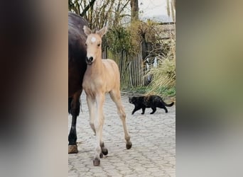 Poney de selle allemand, Étalon, Poulain (01/2026), Buckskin