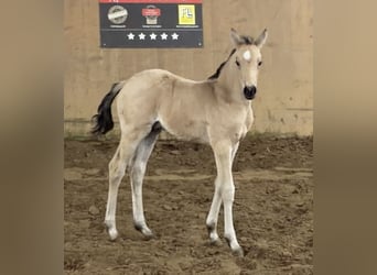 Poney de selle allemand, Étalon, Poulain (01/2026), Buckskin