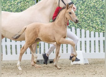 Poney de selle allemand, Étalon, Poulain (04/2026), Buckskin