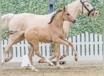Poney de selle allemand, Étalon, Poulain (04/2026), Buckskin