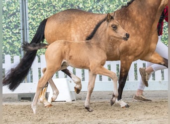 Poney de selle allemand, Étalon, Poulain (03/2026), Buckskin