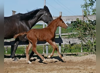 Poney de selle allemand, Étalon, 