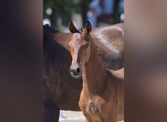 Poney de selle allemand, Étalon, Poulain (05/2026)