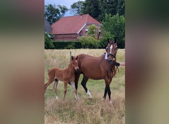 Poney de selle allemand, Étalon, Poulain (06/2024)