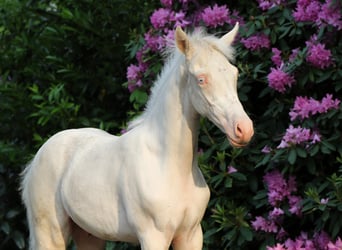 Poney de selle allemand, Étalon, Poulain (03/2026), Cremello