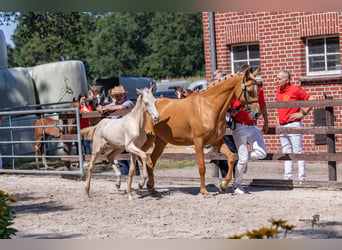 Poney de selle allemand, Étalon, Poulain (03/2026), Cremello