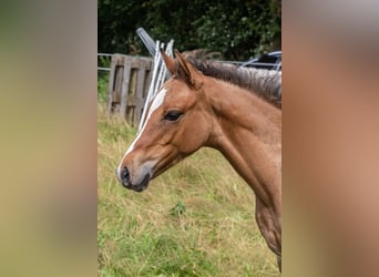 Poney de selle allemand, Étalon, Poulain (04/2024), Isabelle