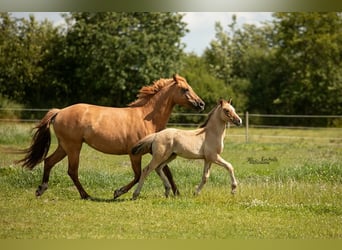 Poney de selle allemand, Étalon, Poulain (04/2024), Isabelle