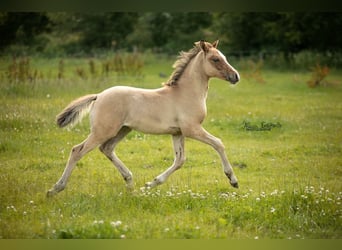 Poney de selle allemand, Étalon, Poulain (04/2024), Isabelle