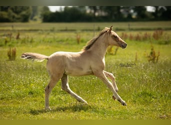 Poney de selle allemand, Étalon, Poulain (04/2024), Isabelle