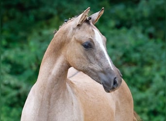 Poney de selle allemand, Étalon, Poulain (03/2024), Isabelle