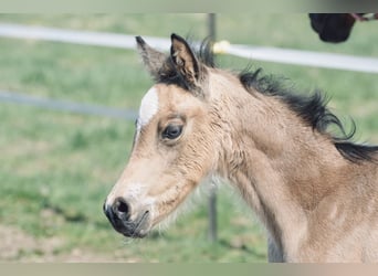 Poney de selle allemand, Étalon, , Isabelle