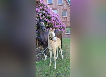 Poney de selle allemand, Étalon, Poulain (04/2024), Isabelle